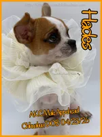 Hades, a male Chihuahua for sale in Beaumont, TX – 5 of 9