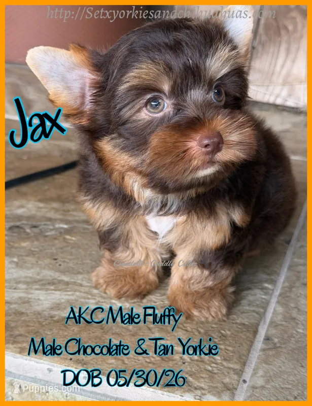 Jax – Yorkshire Terrier puppy for sale in Beaumont, TX