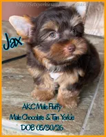 Jax, a male Yorkshire Terrier for sale in Beaumont, TX – 1 of 8