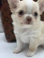 Promise, a female Chihuahua for sale in Beaumont, TX – 7 of 10