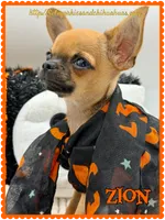 Zion, a male Chihuahua for sale in Beaumont, TX – 3 of 7
