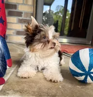 Valor, a male Yorkshire Terrier for sale in Beaumont, TX – 8 of 10