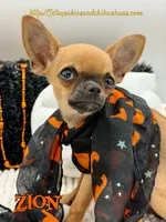 Zion, a male Chihuahua for sale in Beaumont, TX – 5 of 7