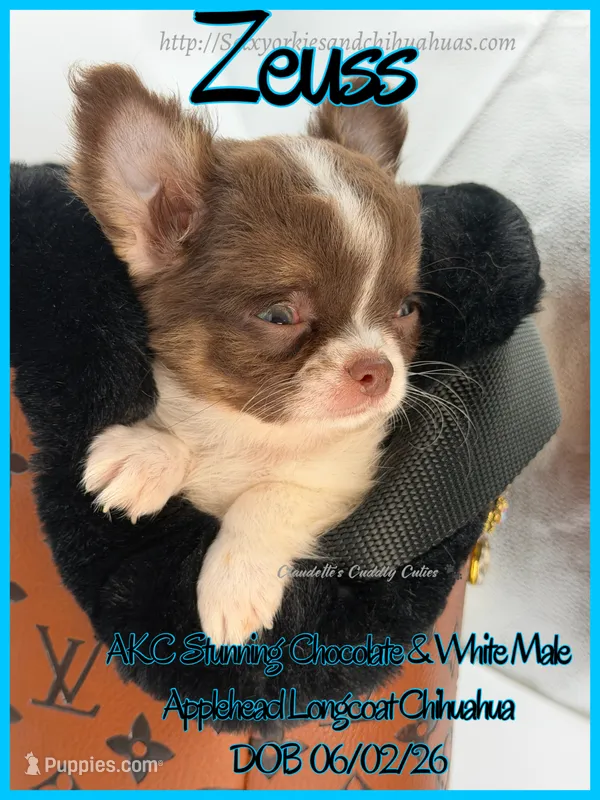 Zeuss – Chihuahua puppy for sale in Beaumont, TX