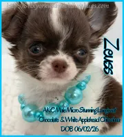 Zeuss, a male Chihuahua for sale in Beaumont, TX – 3 of 3