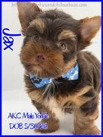 Jax, a male Yorkshire Terrier for sale in Beaumont, TX – 4 of 5