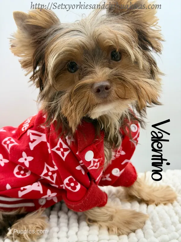 Valentino – Yorkshire Terrier puppy for sale in Beaumont, TX