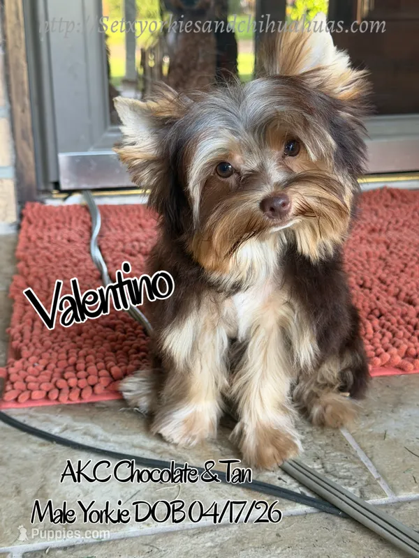 Valentino – Yorkshire Terrier puppy for sale in Beaumont, TX