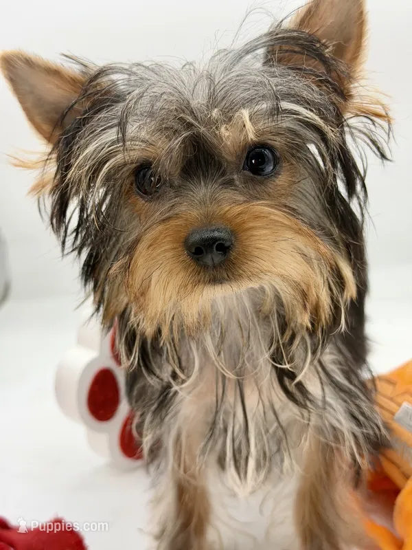 Birkin – Yorkshire Terrier puppy for sale in Beaumont, TX