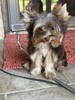 Valentino, a male Yorkshire Terrier for sale in Beaumont, TX – 5 of 6