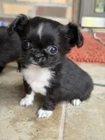 Peppi, a male Chihuahua for sale in Beaumont, TX – 4 of 9