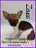 Zeuss, a male Chihuahua for sale in Beaumont, TX – 4 of 4