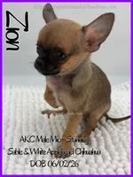 Zion, a male Chihuahua for sale in Beaumont, TX – 4 of 4