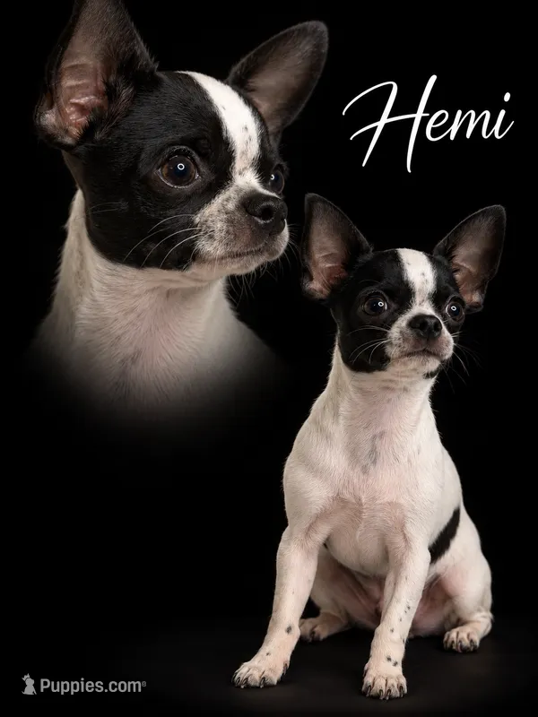 Hemi – Chihuahua puppy for sale in Beaumont, TX