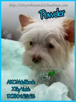Powder, a male Yorkshire Terrier for sale in Beaumont, TX – 6 of 10