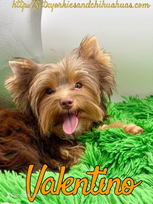 Valentino – Yorkshire Terrier puppy for sale in Beaumont, TX