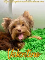 Valentino, a male Yorkshire Terrier for sale in Beaumont, TX – 1 of 6