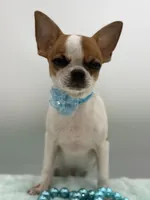 Hades, a male Chihuahua for sale in Beaumont, TX – 2 of 9