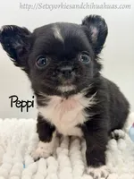 Peppi, a male Chihuahua for sale in Beaumont, TX – 5 of 9