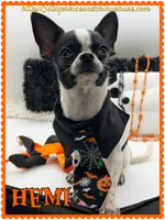 Hemi, a male Chihuahua for sale in Beaumont, TX – 3 of 9