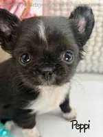 Peppi, a male Chihuahua for sale in Beaumont, TX – 2 of 9