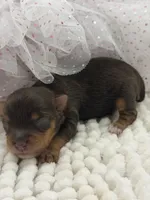 Heiress, a female Yorkshire Terrier for sale in Beaumont, TX – 8 of 10