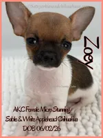 Zoey, a female Chihuahua for sale in Beaumont, TX – 4 of 4