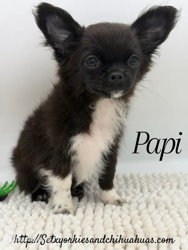 Papi – Chihuahua puppy for sale in Beaumont, TX