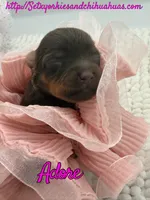 Adore, a female Yorkshire Terrier for sale in Beaumont, TX – 6 of 7