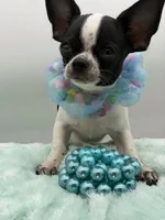 Hemi, a male Chihuahua for sale in Beaumont, TX – 6 of 8