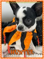 Hunter, a male Chihuahua for sale in Beaumont, TX – 5 of 7