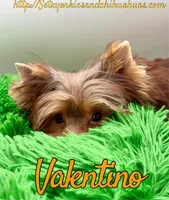 Valentino, a male Yorkshire Terrier for sale in Beaumont, TX – 4 of 6