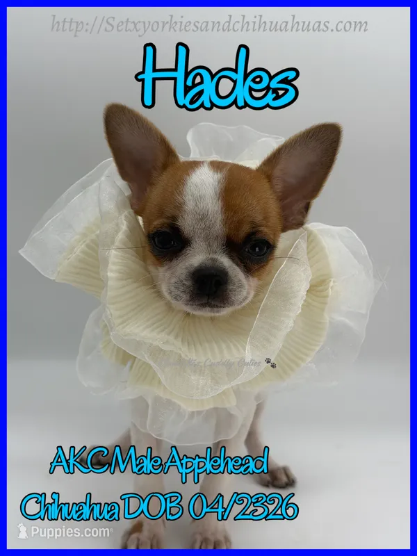 Hades – Chihuahua puppy for sale in Beaumont, TX