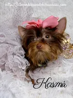 Kasmir, a female Yorkshire Terrier for sale in Beaumont, TX – 2 of 10