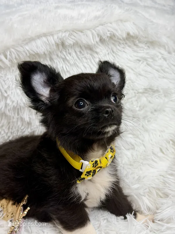 Papi – Chihuahua puppy for sale in Beaumont, TX