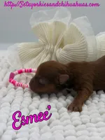 Esmee’, a female Yorkshire Terrier for sale in Beaumont, TX – 6 of 8