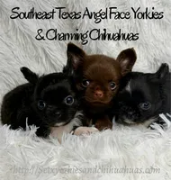 Peppi, a male Chihuahua for sale in Beaumont, TX – 9 of 9