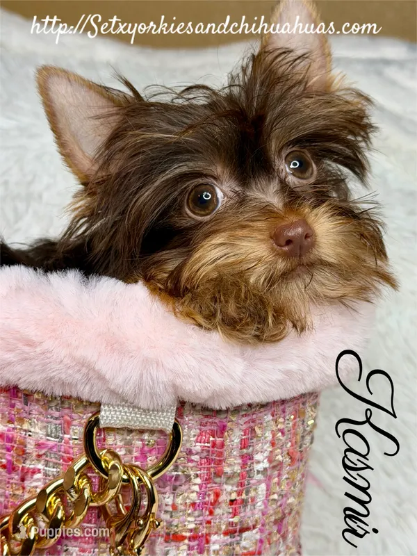 Kasmir – Yorkshire Terrier puppy for sale in Beaumont, TX