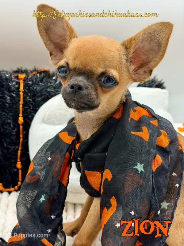 Zion – Chihuahua puppy for sale in Beaumont, TX