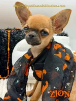 Zion, a male Chihuahua for sale in Beaumont, TX – 1 of 7
