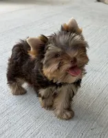 Valentino, a male Yorkshire Terrier for sale in Beaumont, TX – 4 of 10