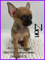 Zion, a male Chihuahua for sale in Beaumont, TX – 3 of 4