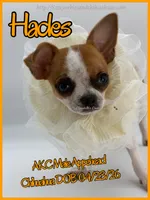 Hades, a male Chihuahua for sale in Beaumont, TX – 7 of 9