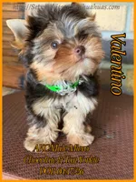 Valentino, a male Yorkshire Terrier for sale in Beaumont, TX – 9 of 10
