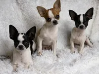 Hades, a male Chihuahua for sale in Beaumont, TX – 8 of 9