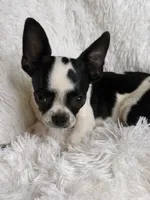 Hunter, a male Chihuahua for sale in Beaumont, TX – 8 of 8