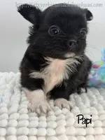 Papi, a male Chihuahua for sale in Beaumont, TX – 3 of 6