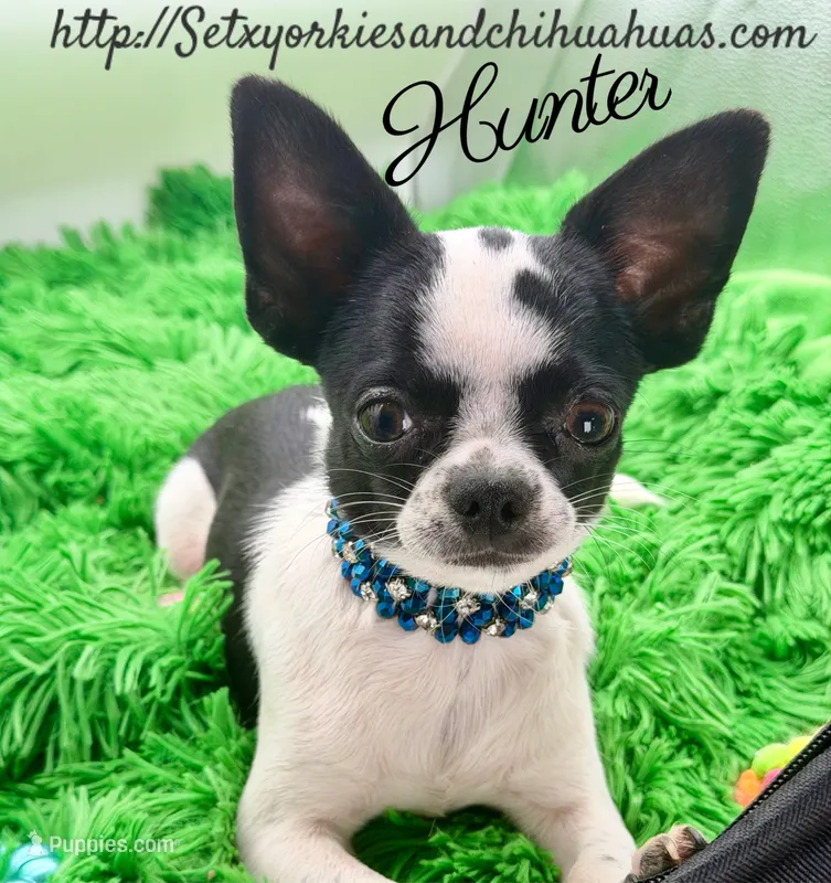 Hunter – Chihuahua puppy for sale in Beaumont, TX