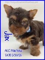 Jax, a male Yorkshire Terrier for sale in Beaumont, TX – 3 of 5
