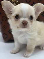 Promise, a female Chihuahua for sale in Beaumont, TX – 2 of 10